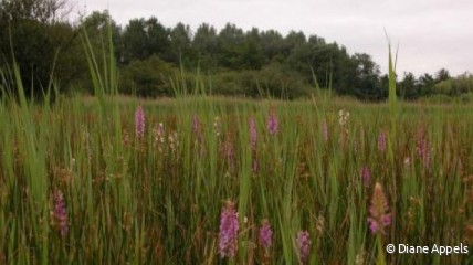 Landschapswandeling in Berg